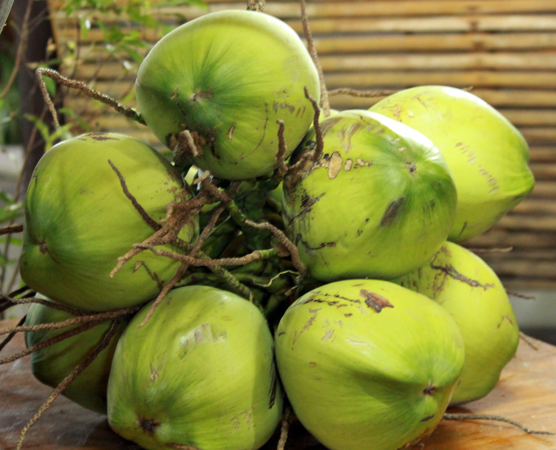 coconut fruit green free photo