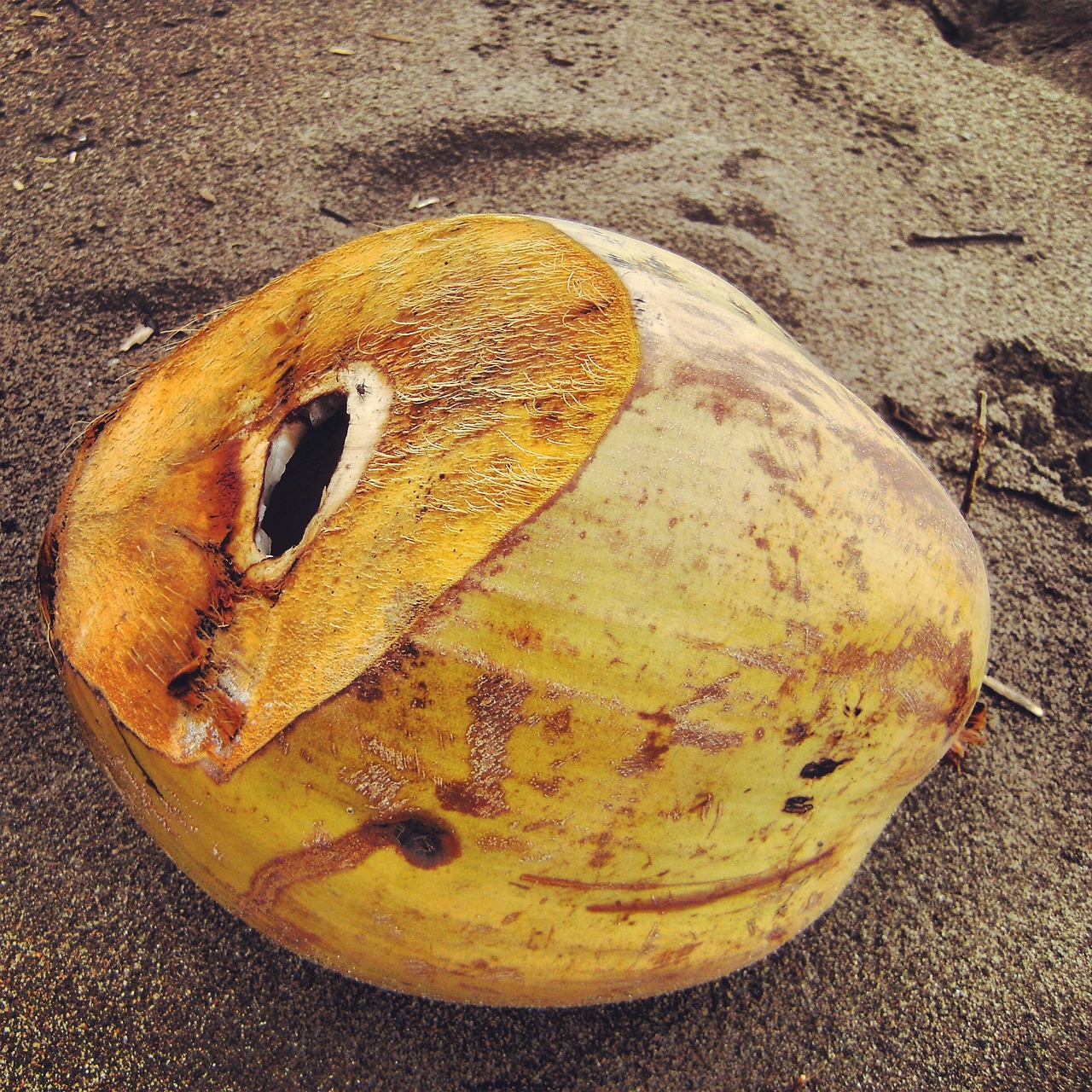 coconut fruit tropical free photo