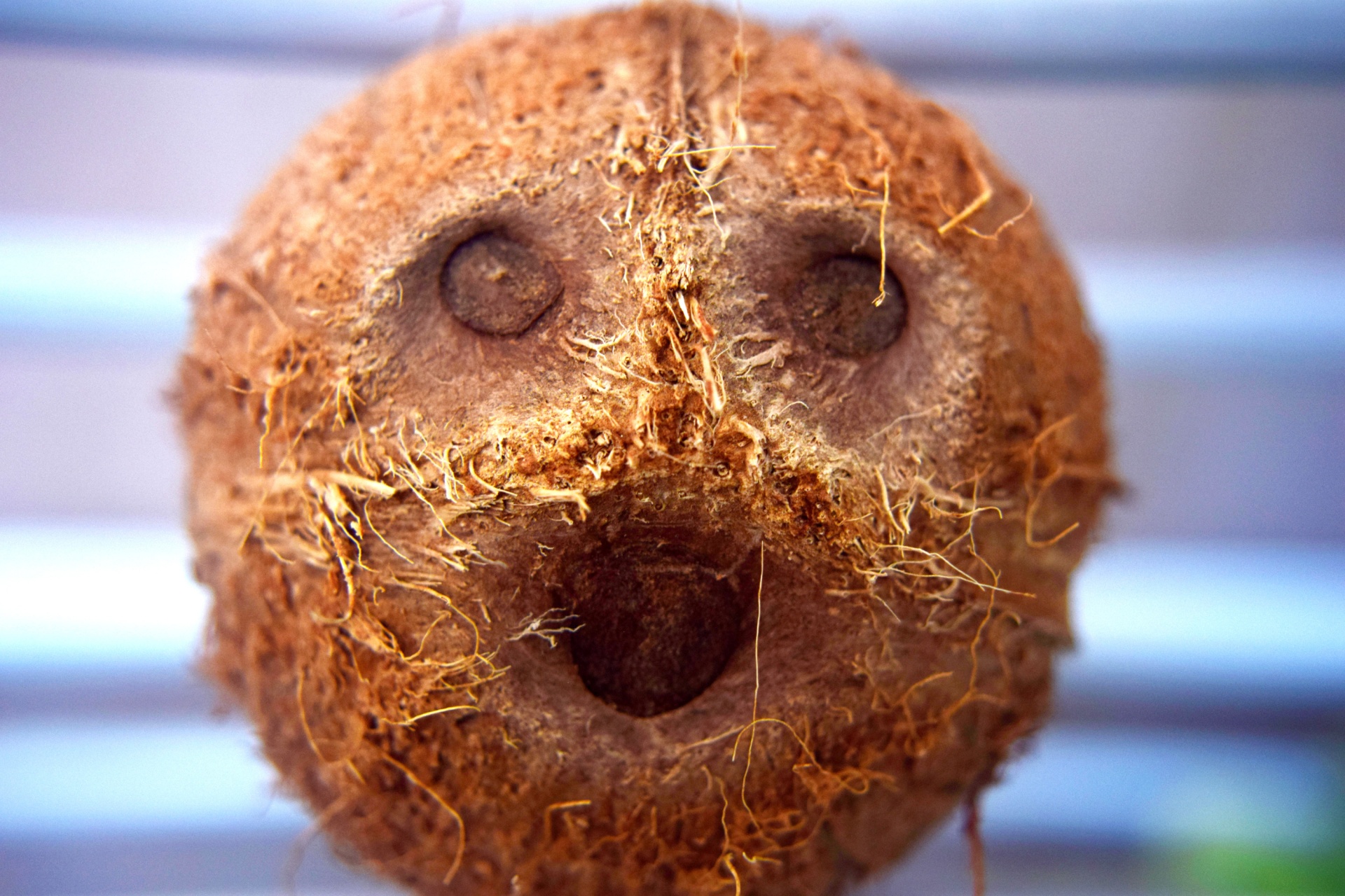 coconut face fruit free photo