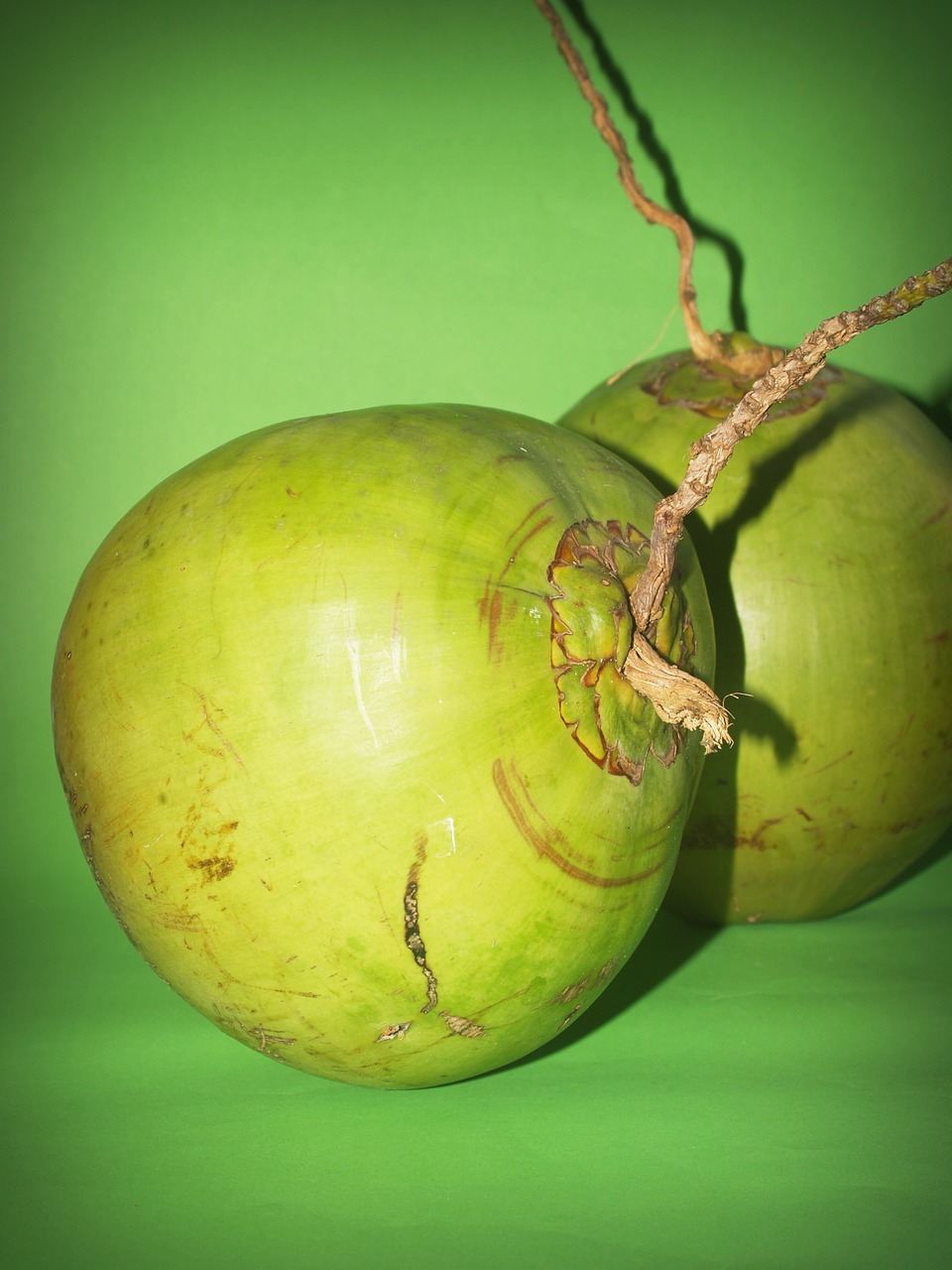 coconut green white free photo