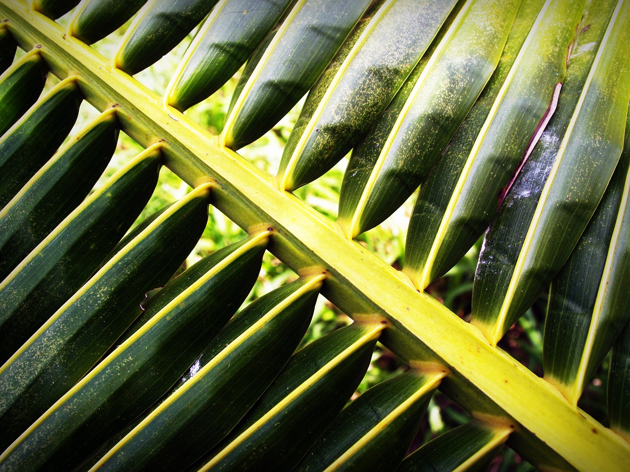 coconut leaf palm free photo