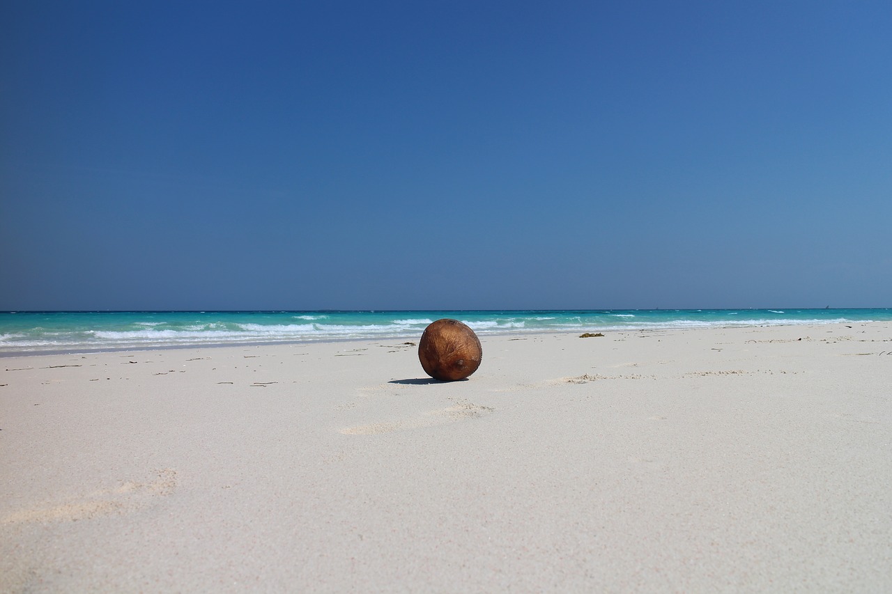 coconut beach exotic free photo