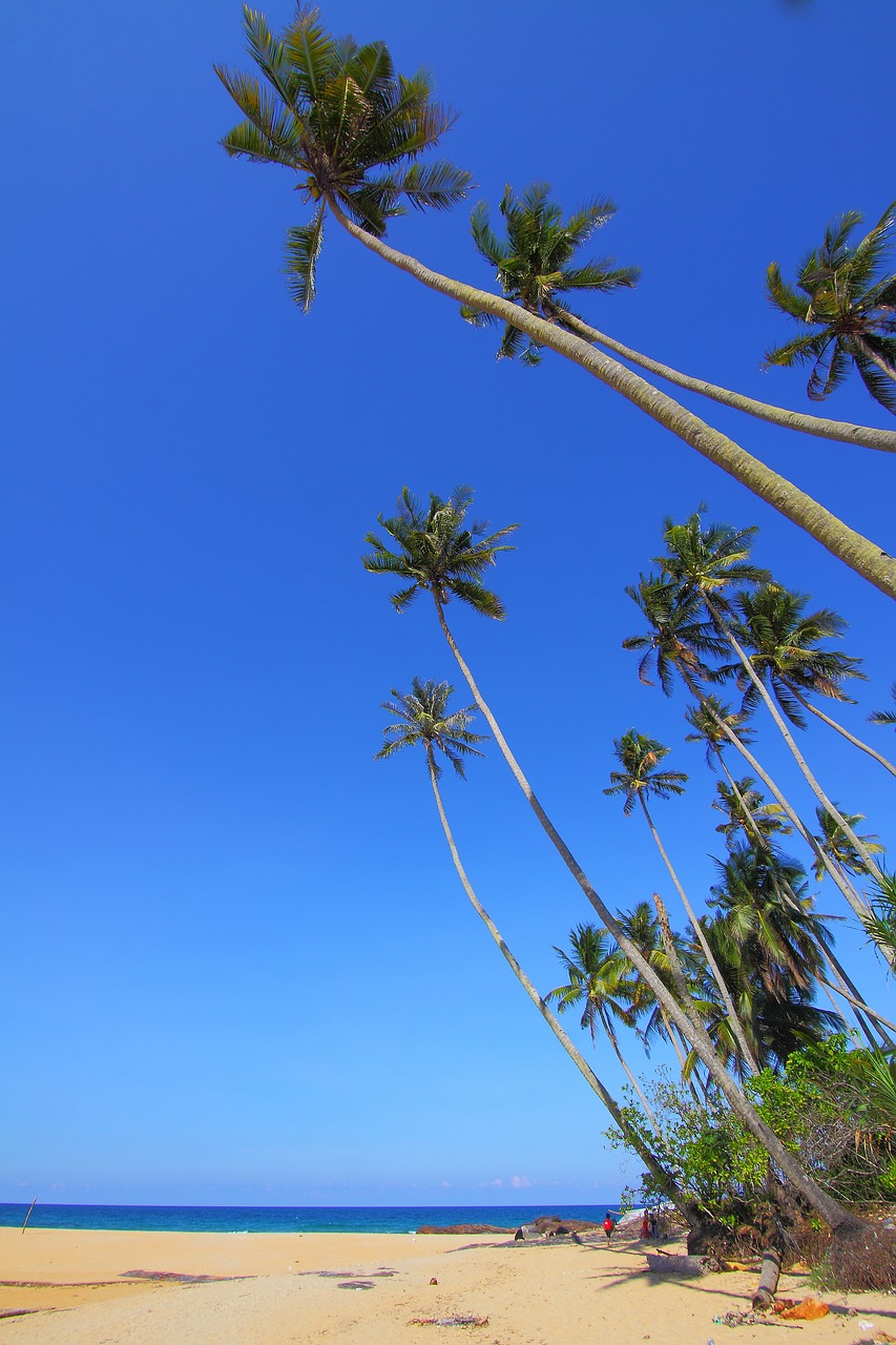 coconut seascapes nature free photo