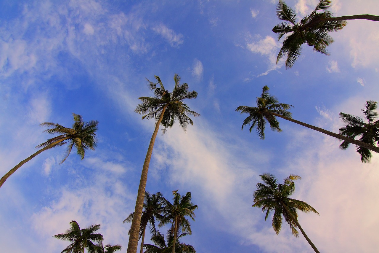 coconut natural plant free photo