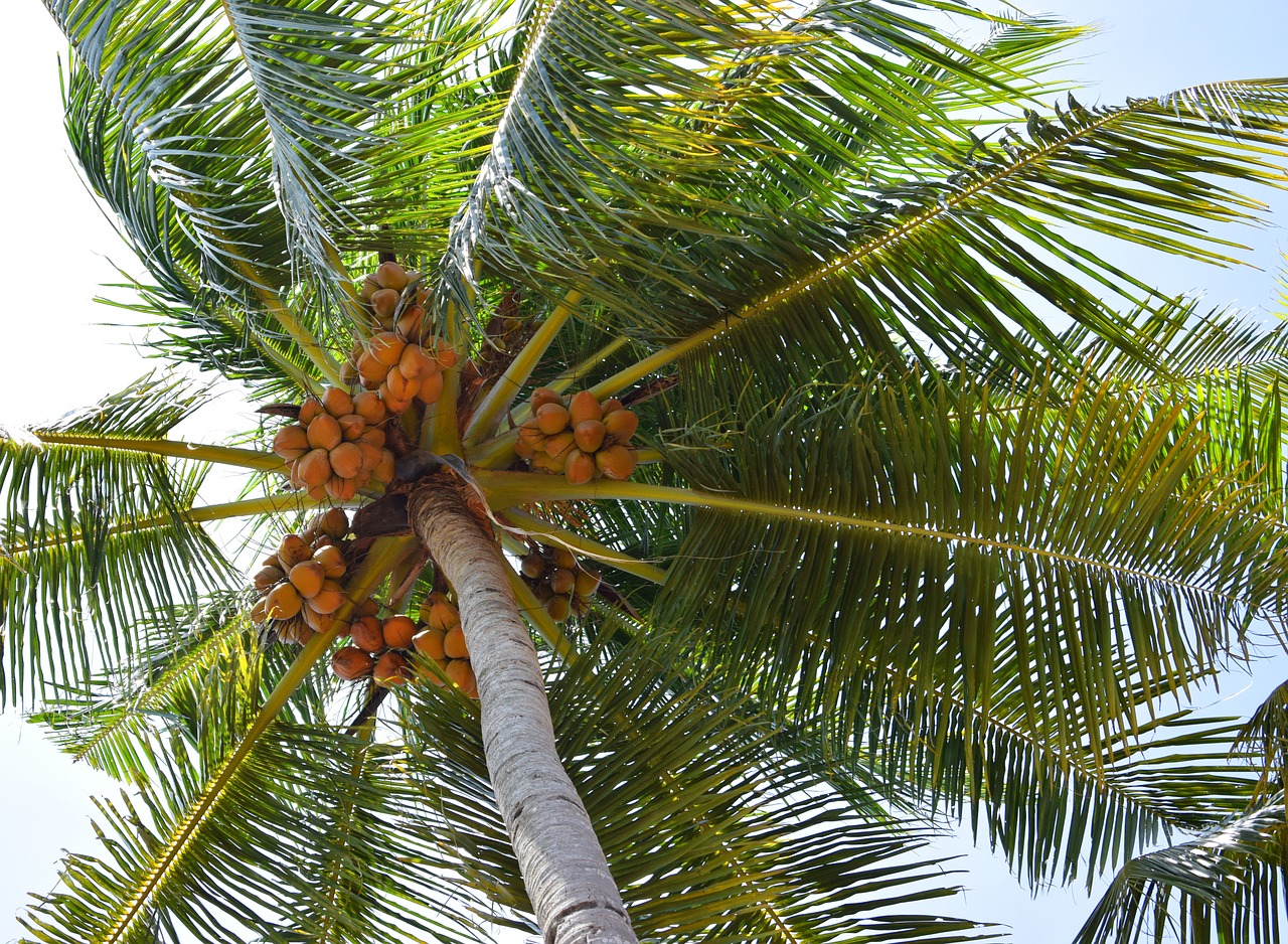 coconut coconut tree nature free photo
