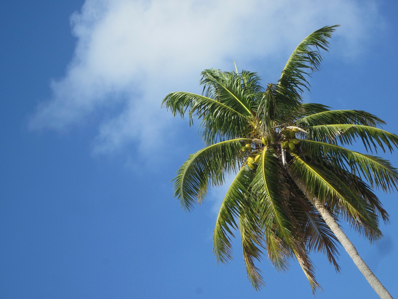 coconut caribbean sky free photo