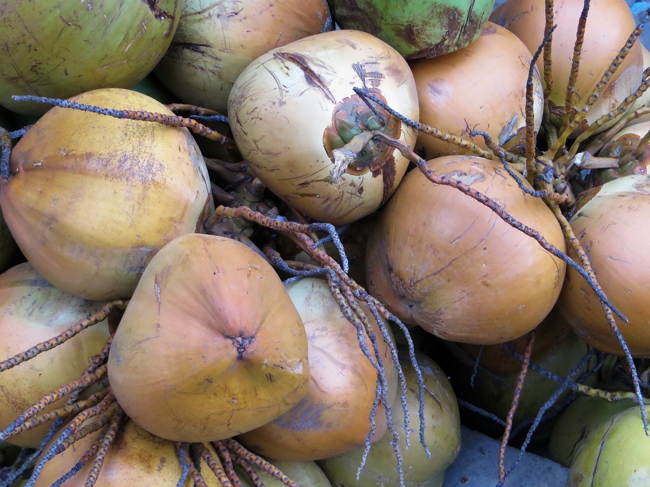 coconut fruit hulls free photo