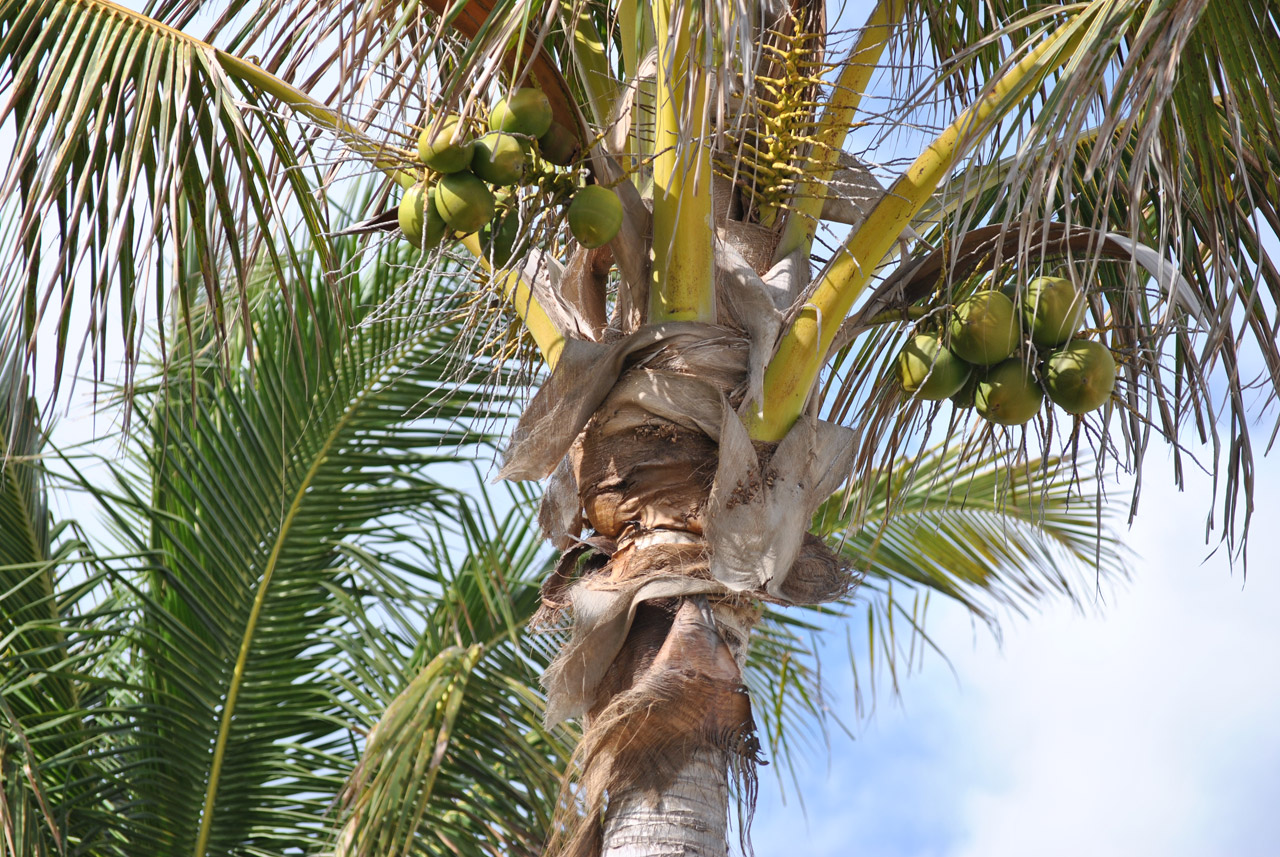 coconut tree coconut 2 free photo