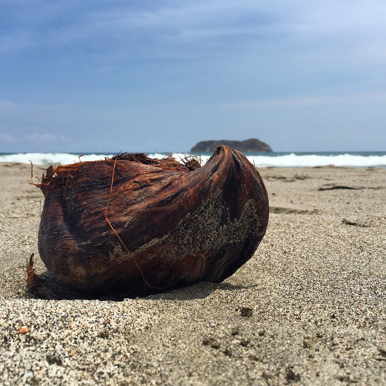 coconut beach costa rica free photo