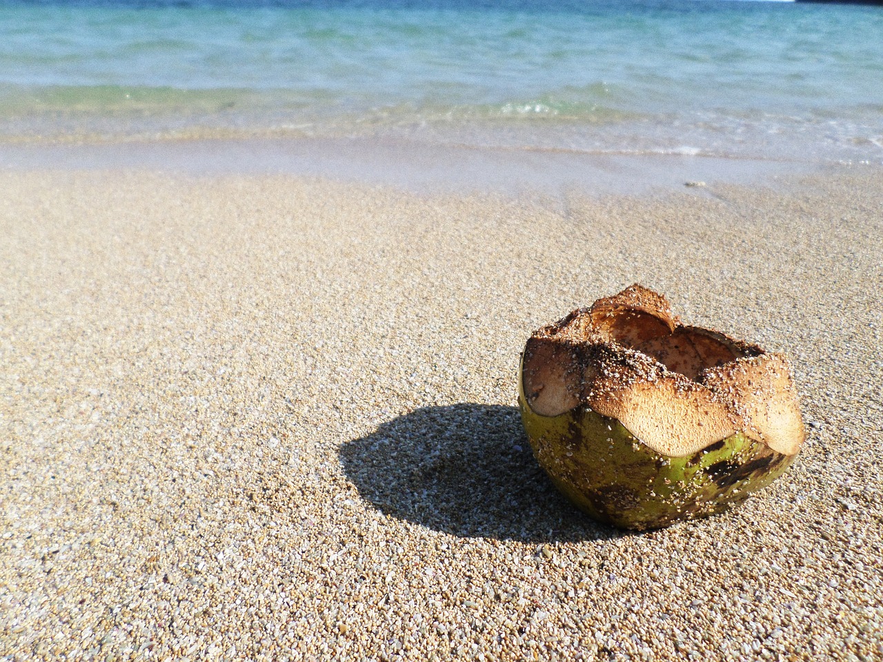 coconut asia fruit free photo