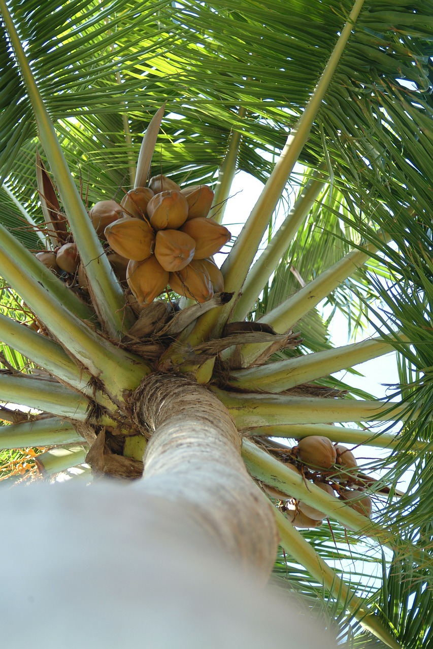 coconut palma maldives free photo