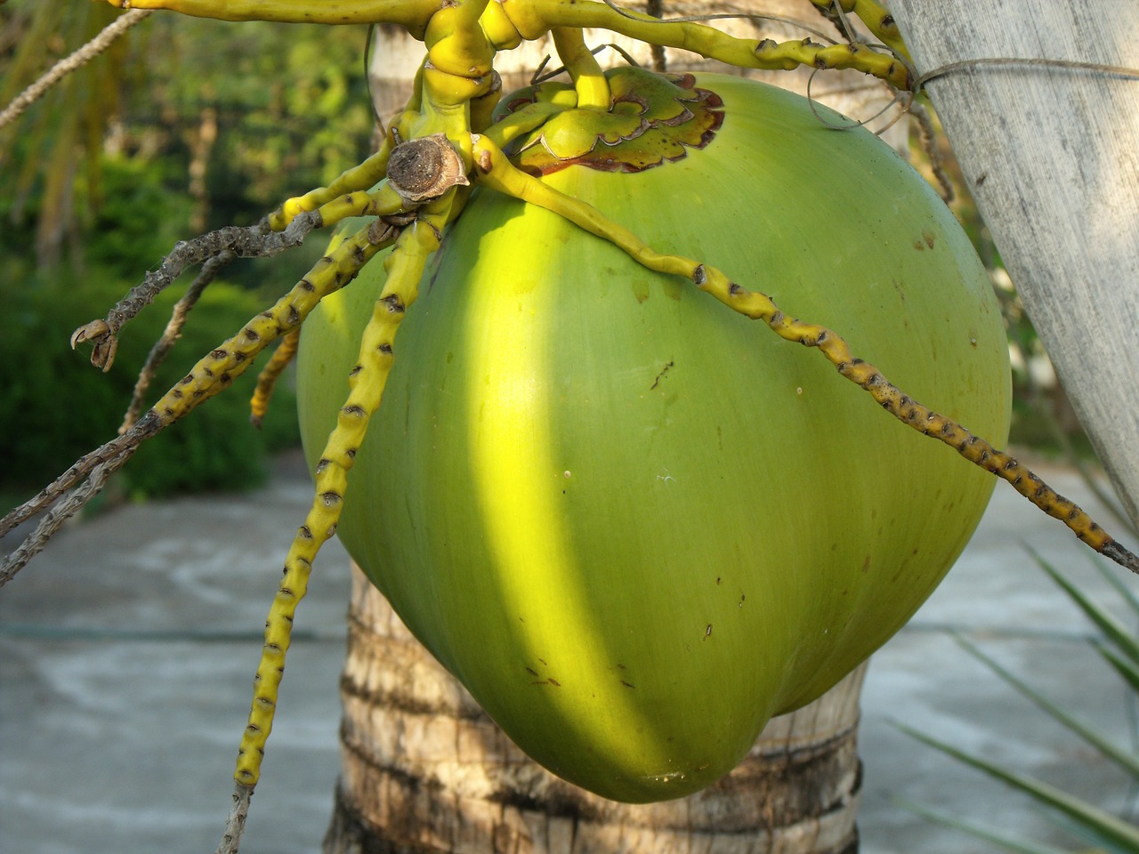 coconut coconut tree palm free photo