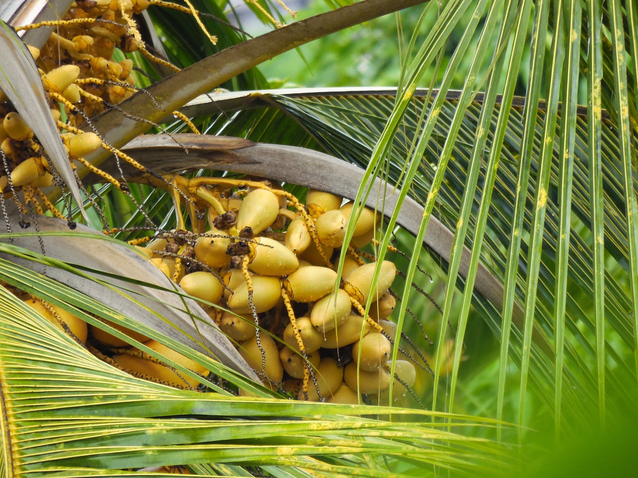 coconut nuts tree free photo