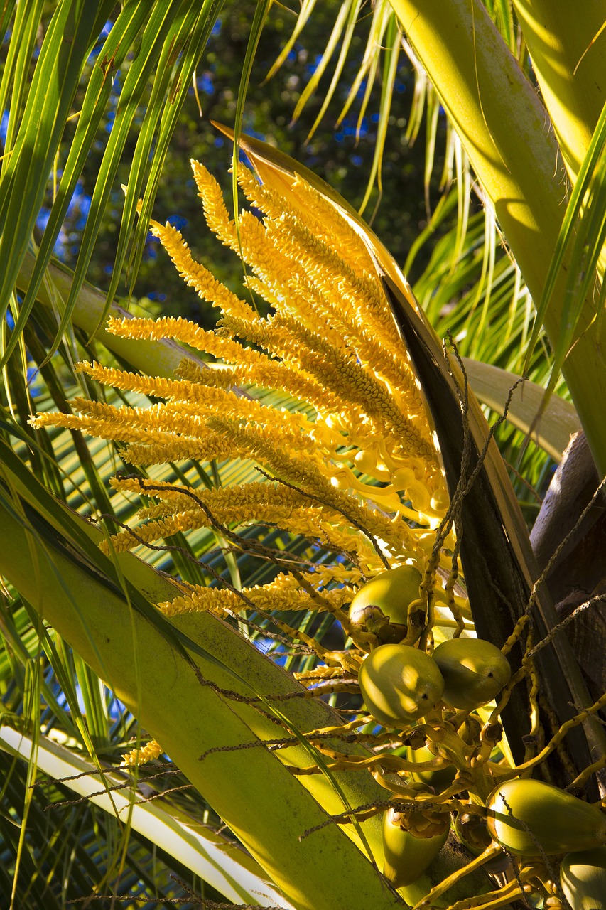 coconut palm blooms free photo