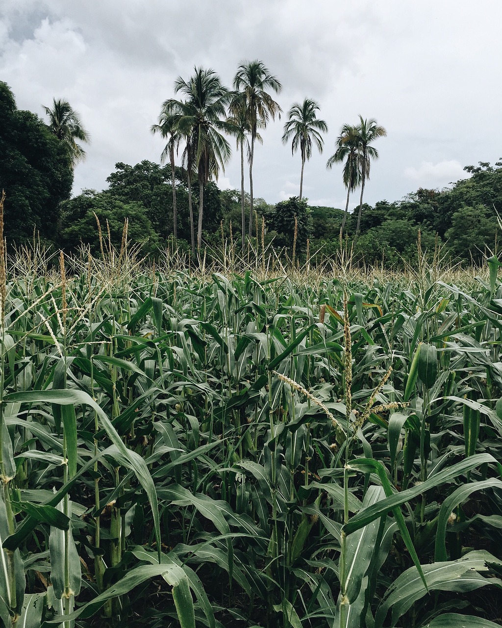 coconut trees corn free photo