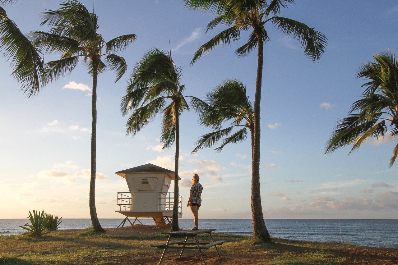 coconut tree plant free photo