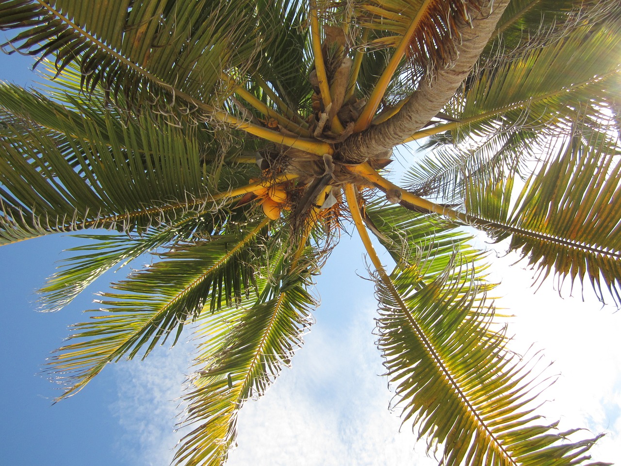 coconut tree sky free photo