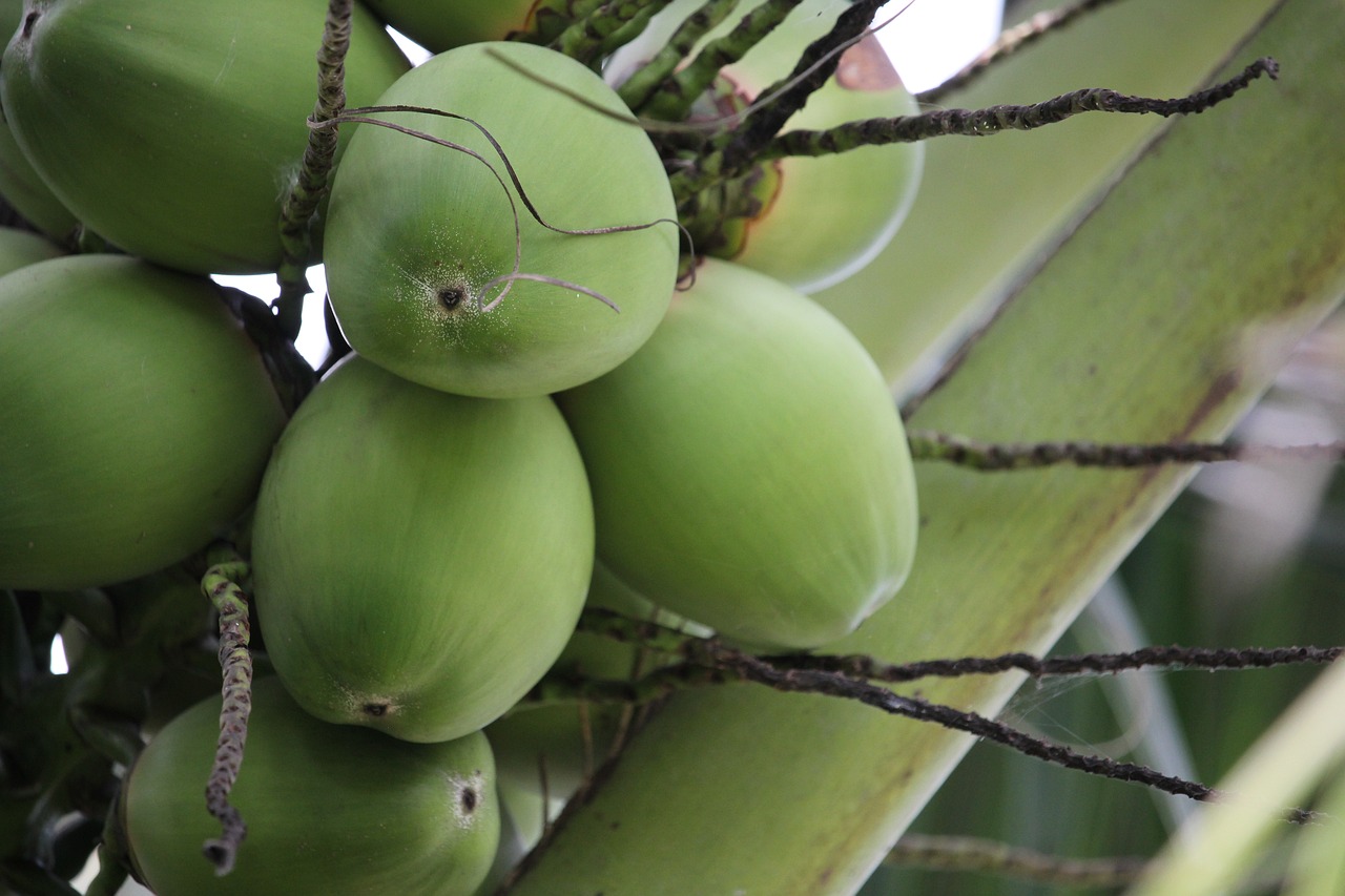 coconut coconut trees thailand free photo