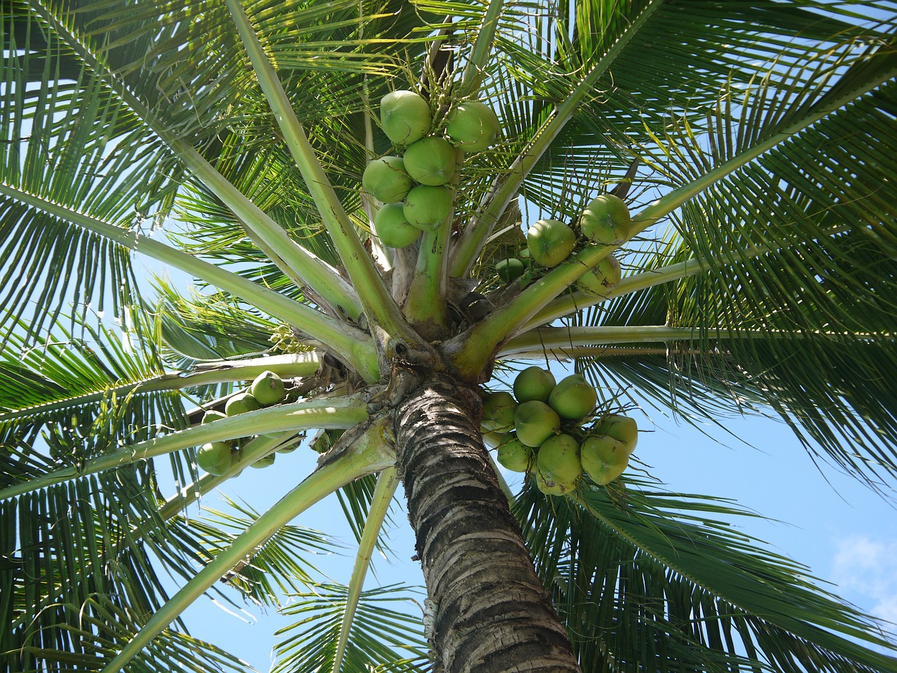 coconut cocos nucifera tree free photo