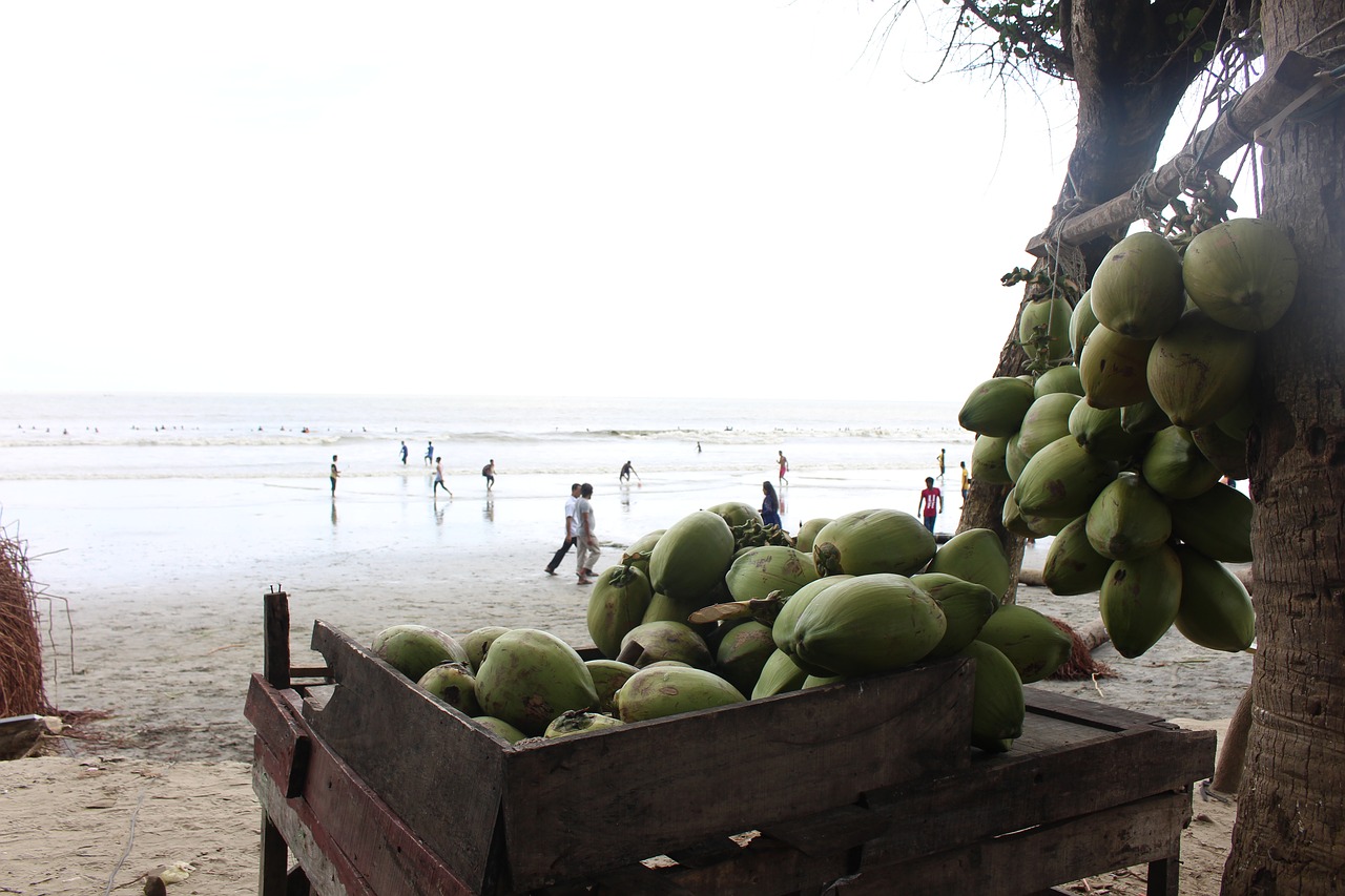 coconut  nature  seashore free photo