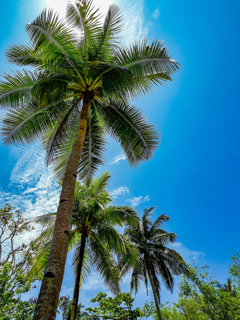 coconut  nature  sky free photo
