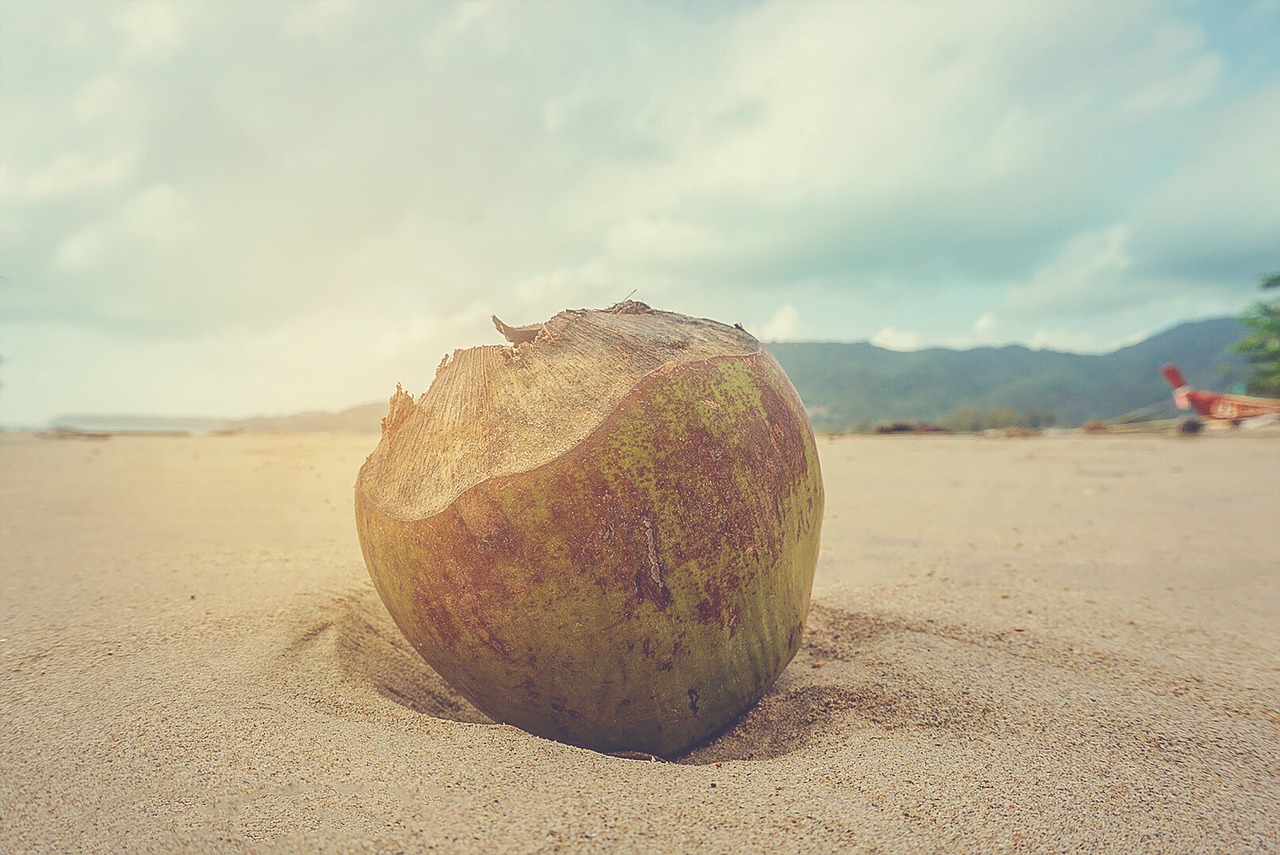 coconut  caribbean  exotic free photo