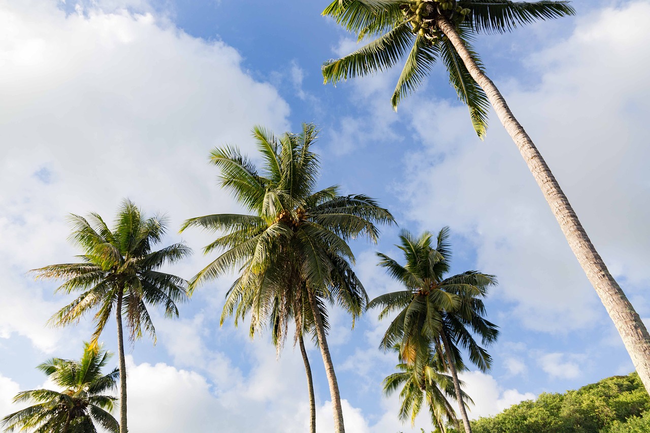 coconut  sky  beach free photo