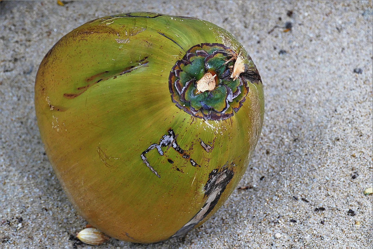 coconut  fallen  sand free photo