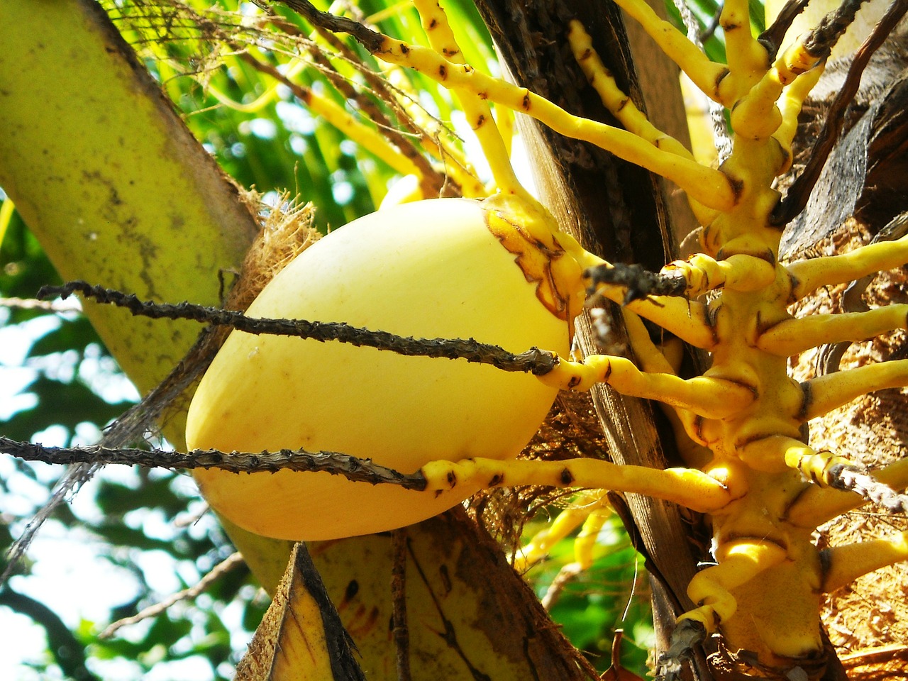 coconut fruit the tree free photo