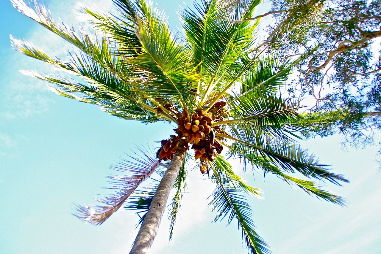 coconut tree vacations free photo