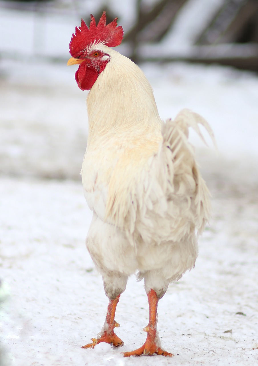 coconut  chicken  white free photo