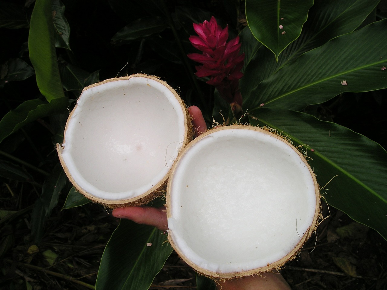 coconut nature samoa free photo