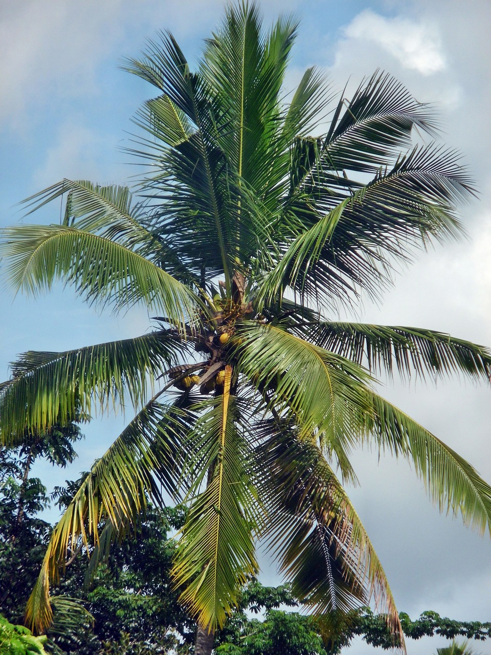 coconut palm tree free photo