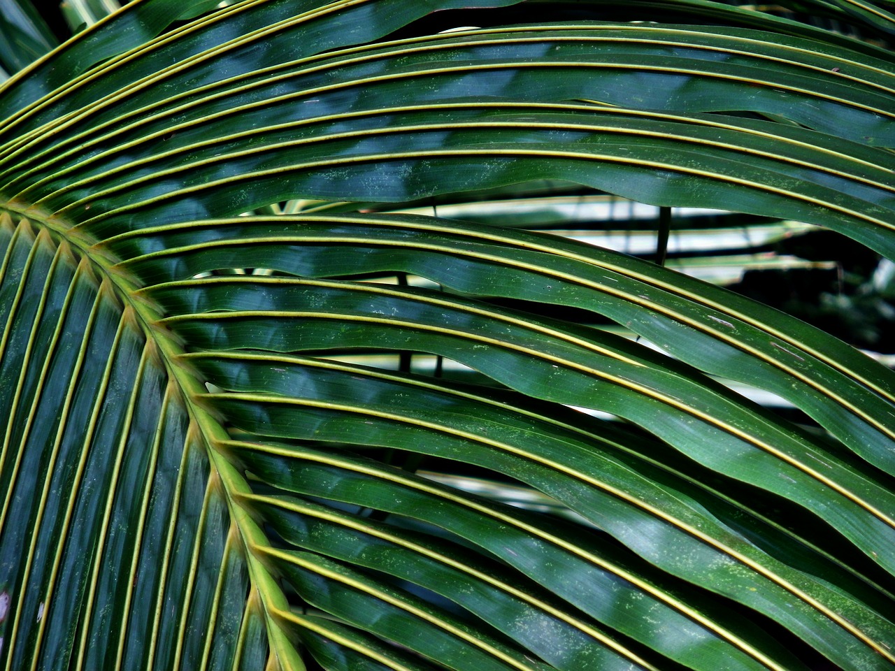 coconut palm leaf free photo