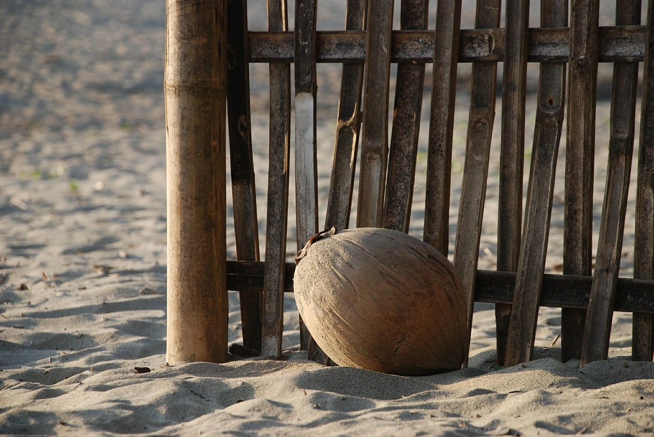 coconut beach sand free photo