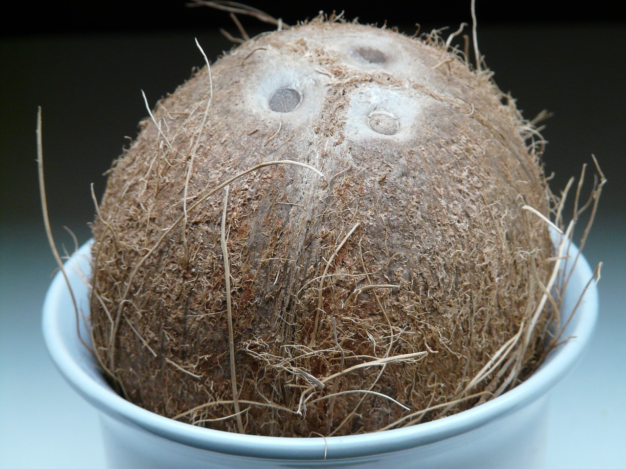 coconut germ holes coconuts free photo