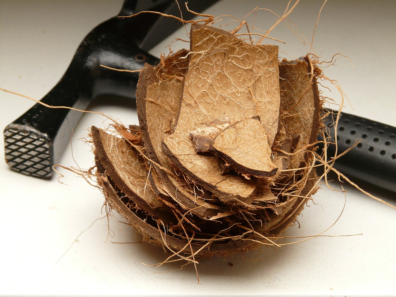 coconut shell coconut shell free photo