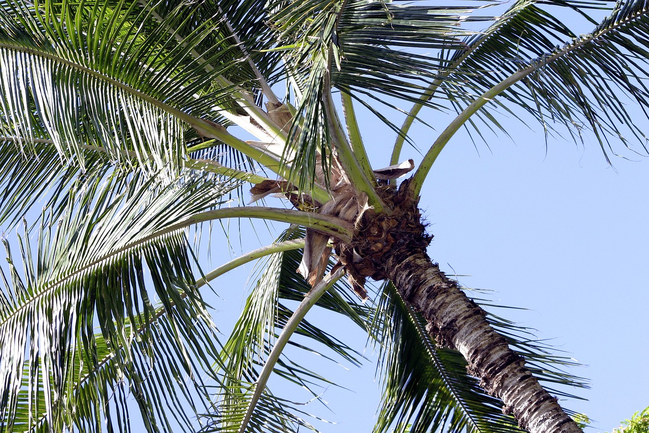 coconut tree hawaii free photo