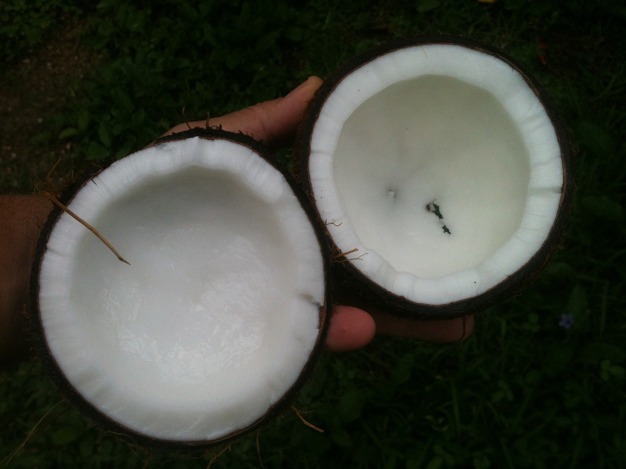 coconut oil white free photo
