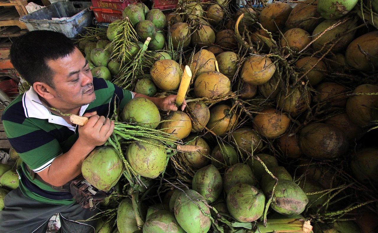 coconut agriculture tropical free photo