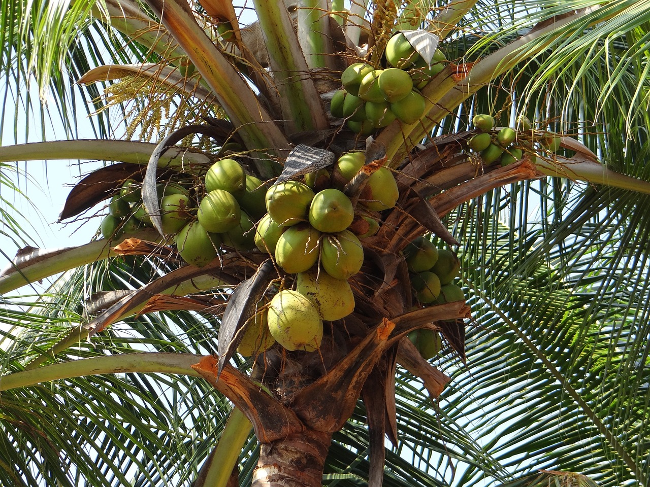 coconut bunch green free photo