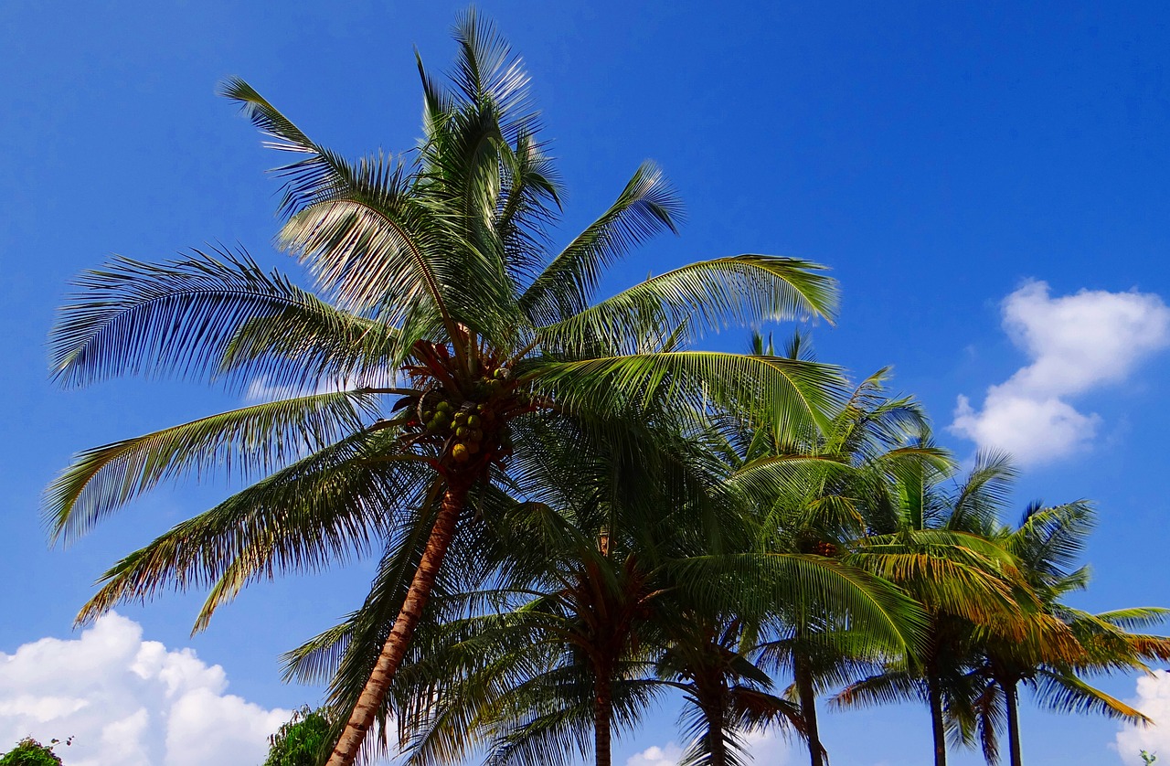 coconut palm trees free photo