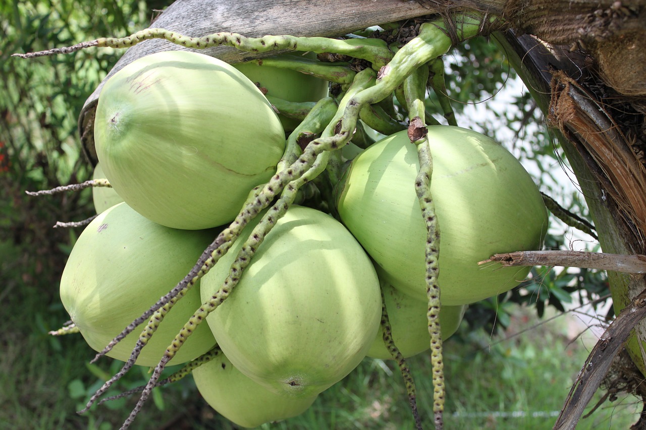 coconut vietnam green free photo