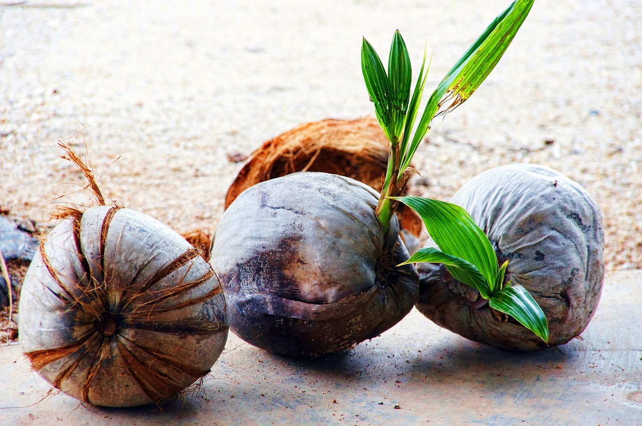 coconut fruit fruits free photo