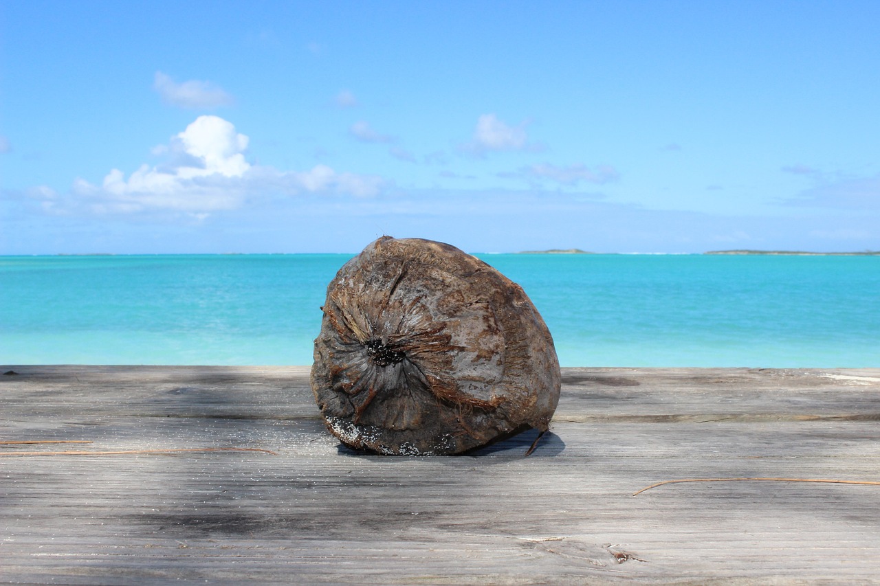 coconut beach caribbean free photo