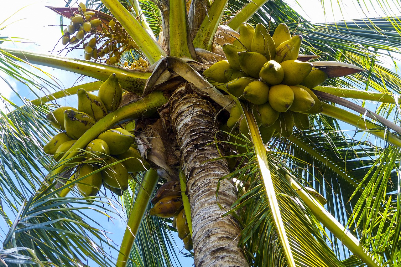coconut palm tree free photo