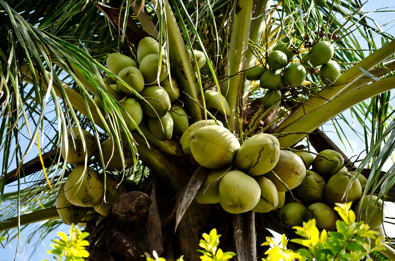 coconut palm tree green free photo