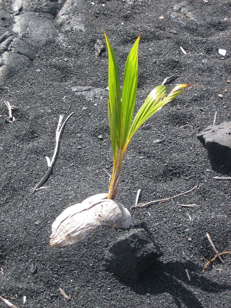 germinating plant black sand free photo