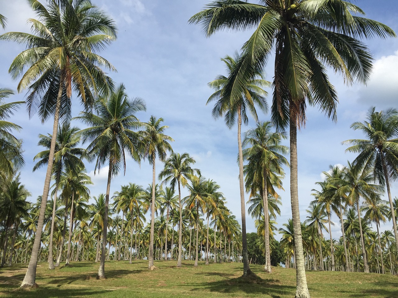 coconut garden the longest streak beautiful ensembles free photo