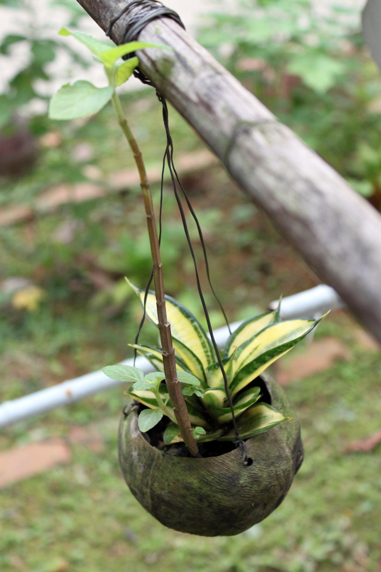 coconut garden pot hanging free photo